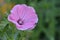 Tiny Pink Geranium flower