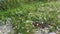 tiny pink ipomoea bush morning glory crawling on the stony road