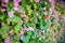 tiny pink ivy flower wall. nature house wall from pink ivy flower. image for background