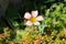 Tiny pink/peach color flower close-up in a field