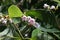 Tiny pink striped bell shaped flowers on a dogbane