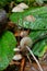 Tiny Pinkedge Bonnet mushrooms in natural habitat