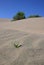 Tiny plant in the desert