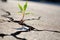 a tiny plant sprouting through asphalt cracks