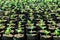 Tiny Plants placed in various round flower pots at a nursery green house