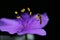 Tiny Pollinator on a Purple Spiderwort Flower - Tradescantia