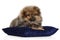 Tiny Pomeranian puppy on dark blue pillow