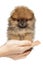 Tiny Pomeranian Spitz puppy on hands