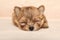 Tiny Pomeranian Spitz puppy sleeps