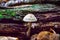 Tiny porcelain mushroom growing on dead wood