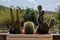 Tiny potted plant cactus on ceramic tile vase against with nature space outdoor background