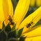 Tiny praying mantis and a beetle share the shady side of a sunflower