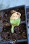 Tiny Pumpkin Seedling Coming out of Pumpkin Seed