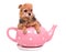 Tiny puppy inside the tea pot