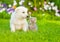 Tiny puppy sitting with kitten on summer grass