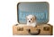 Tiny puppy in a vintage suitcase