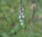 Tiny purple blooms on a tall stem of a wildflower.