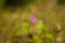 Tiny purple flower on blurry green background. Ukrainian Carpathian mountains flora