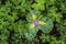 Tiny Purple Flower In The Smoky Mountains