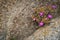 Tiny purple flowers growing on a rock