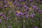 tiny purple flowers of Perennial Verbena bonariensis in garden