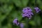 tiny purple flowers of Perennial Verbena bonariensis in garden