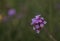 tiny purple flowers of Perennial Verbena bonariensis in garden