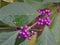 The tiny purple fruit of Beautyberry `Profusion