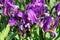 Tiny purple garden irises in spring