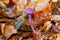 Tiny purple mushroom, Amethyst deceiver