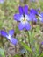 Tiny purple violet flowers