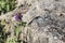 Tiny purple wildflower growing against a stone