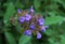 Tiny purplish flowers of common sage flowering herb