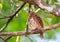 Tiny Pygmy owl perched in a tree with a vibrant green tree background