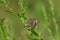 A tiny Pyrausta Moth perching on a plant.