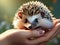 Tiny Quill Companion: Adorable Hedgehog in Gentle Hands