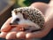 Tiny Quill Companion: Adorable Hedgehog in Gentle Hands