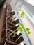 Tiny Radish sprouts in brown paper pots