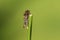 A tiny rare Raspberry Clearwing Moth, Pennisetia hylaeiformis, perching on a reed.