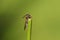 A tiny rare Raspberry Clearwing Moth, Pennisetia hylaeiformis, perching on a reed.