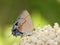 Tiny Red-banded Hairstreak butterfly, Calycopis cecrops