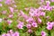 Tiny red flower latin name Oxalis corymbosa DC.