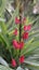 Tiny red flowers of Brazilian Candles, with scientific name Pavonia Multiflora