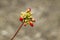 Tiny red geranium buds