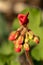 Tiny red geranium buds. Geranium flowers with red bright petals on a branch with green leaves