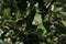 Tiny red ladybug or ladybird, bright beetle insect in a green tree foliage. Sitting on a branch on a sunny day. Positive insect