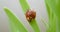 Tiny red ladybug, or ladybird, on grass cleaning off morning dew