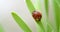 Tiny red ladybug, or ladybird, on grass cleaning off morning dew