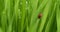 Tiny red ladybug, or ladybird, hiding in green grass