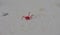 Tiny red mite